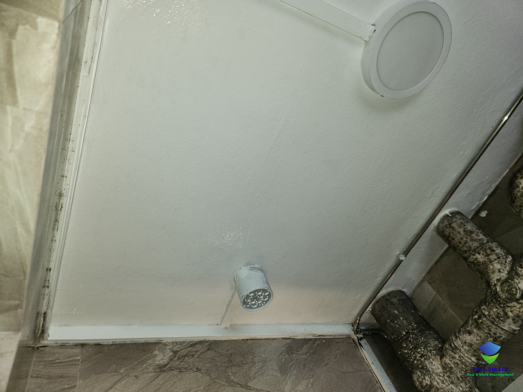 Mold Remediation Services Singapore Mold remediation services singapore