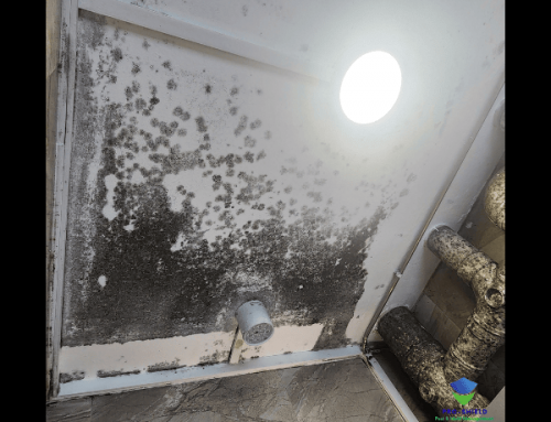 The Complete Guide to Professional Mold Remediation in Singapore