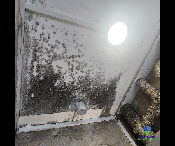 Mold 4 (1) Mold remediation services singapore