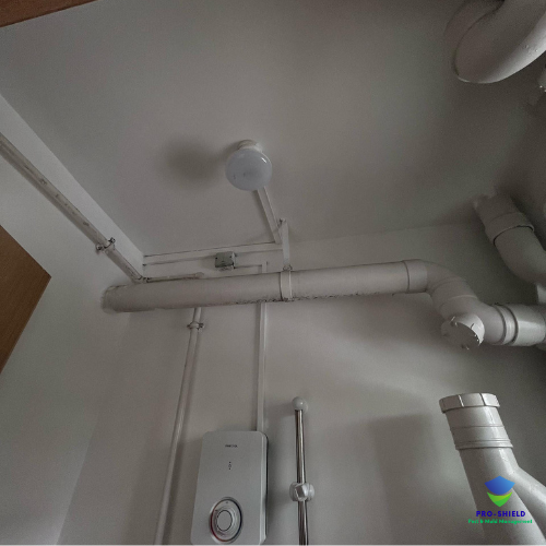 Mold 6 Mold remediation services singapore