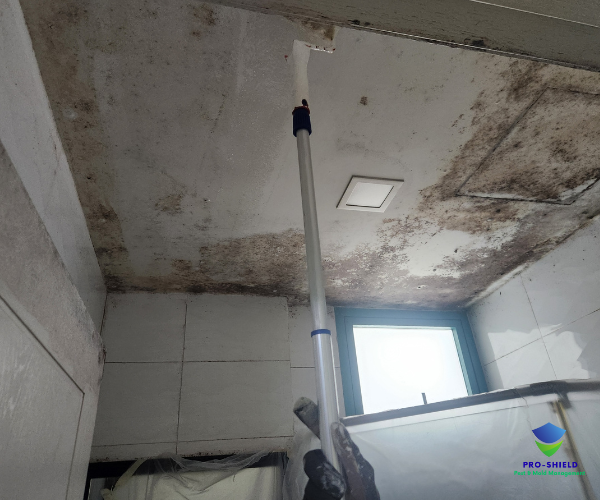 Mold Mold remediation