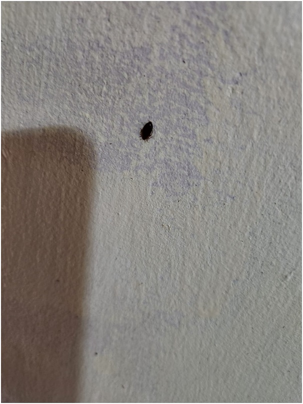 Bedbug3