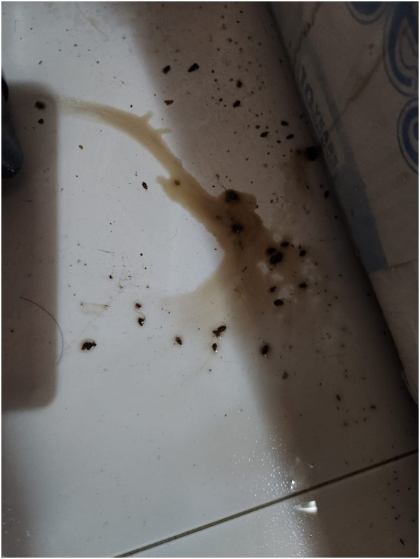Bedbug5