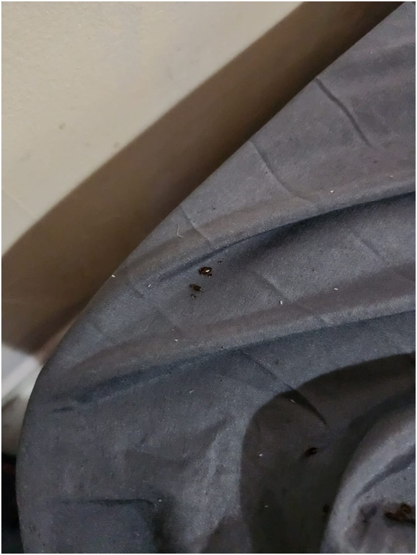 Bedbug6